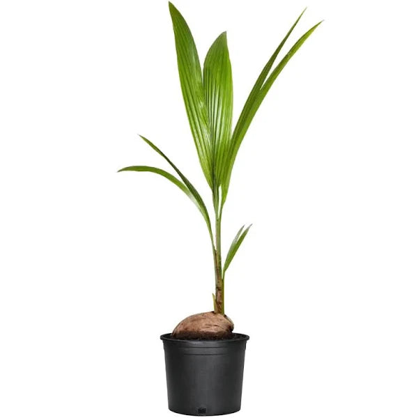 Coconut Palm
