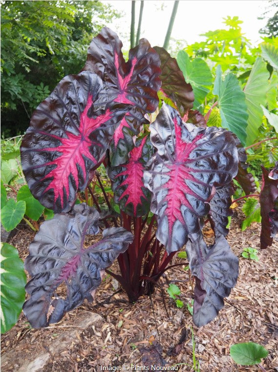 Redemption™ Elephant Ear