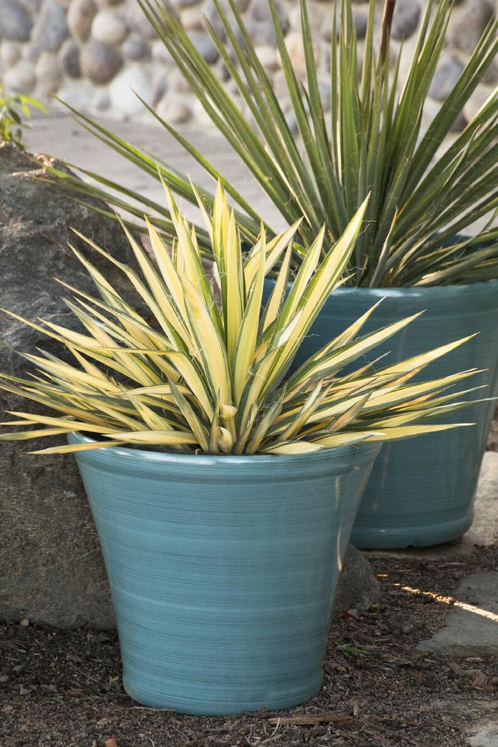 Color Guard Yucca
