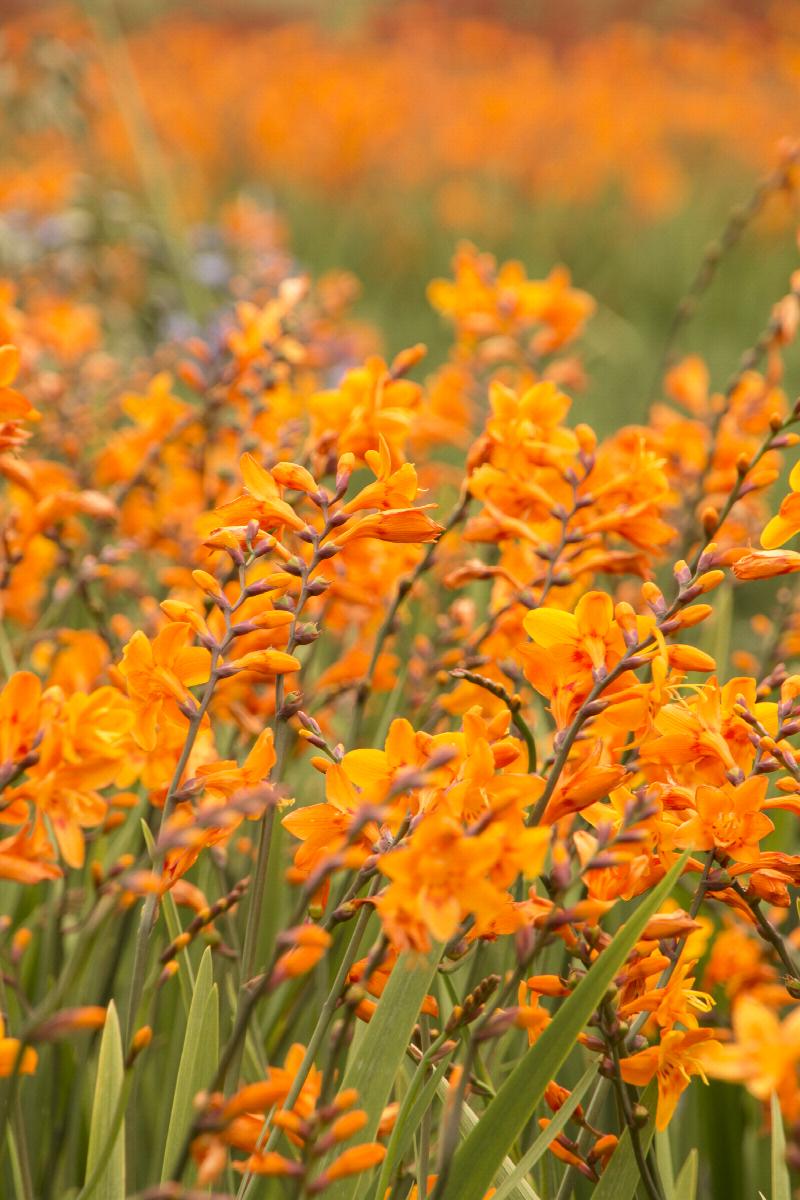 Columbus Montbretia