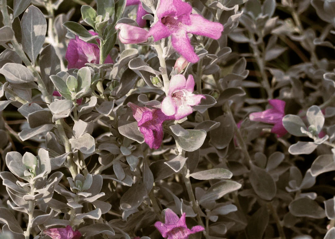Texas Compact Sage