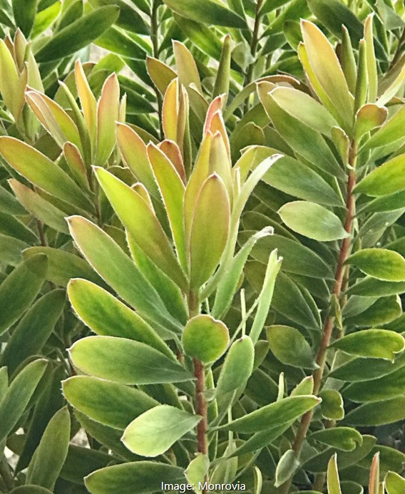 Safari Goldstrike Yellow Conebush