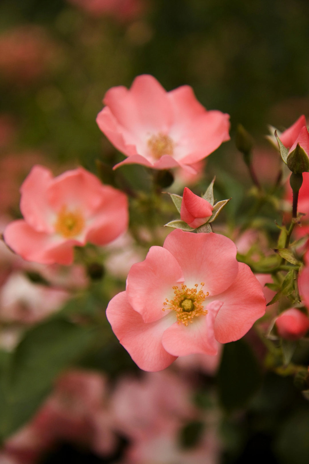 Flower Carpet® Coral Rose