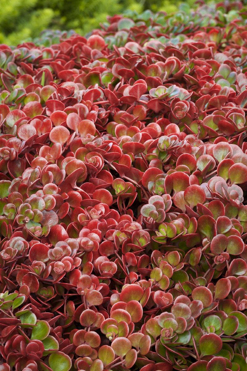 red sedum succulent Coral Reef Chinese Sedum