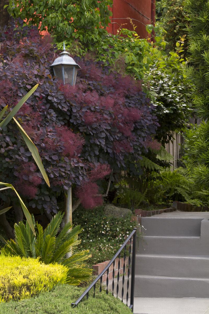 Smoke Tree Seed Pod Royal Purple Smoke Tree Royal Purple Smoke Tree | Little Red Nursery, LLC Smoke Tree Seed Pod Royal Purple Smoke Tree Royal Purple Smoke Tree | Little Red Nursery, LLC