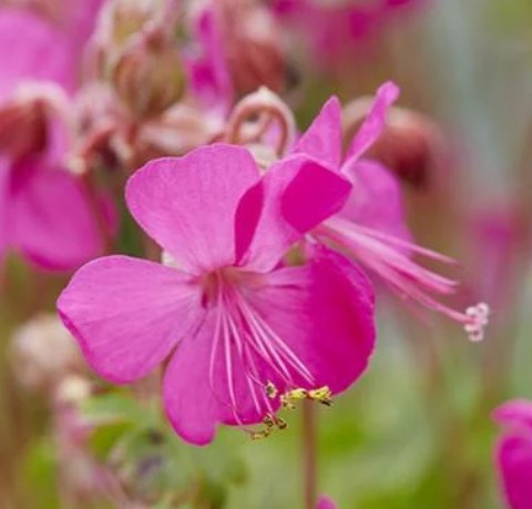 Intense Cranesbill