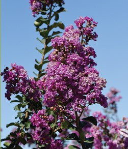 Crepe Myrtle Autauga Purple