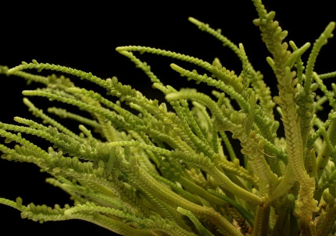 Crassula 'Watch Chain'