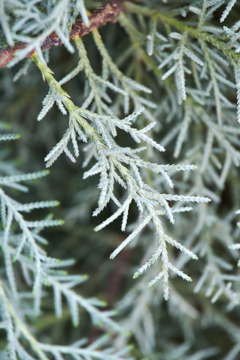 Guardian® Indigo Cypress