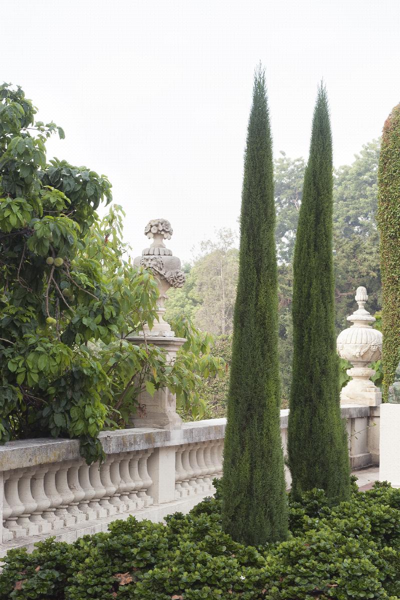 Tiny Tower® Italian Cypress