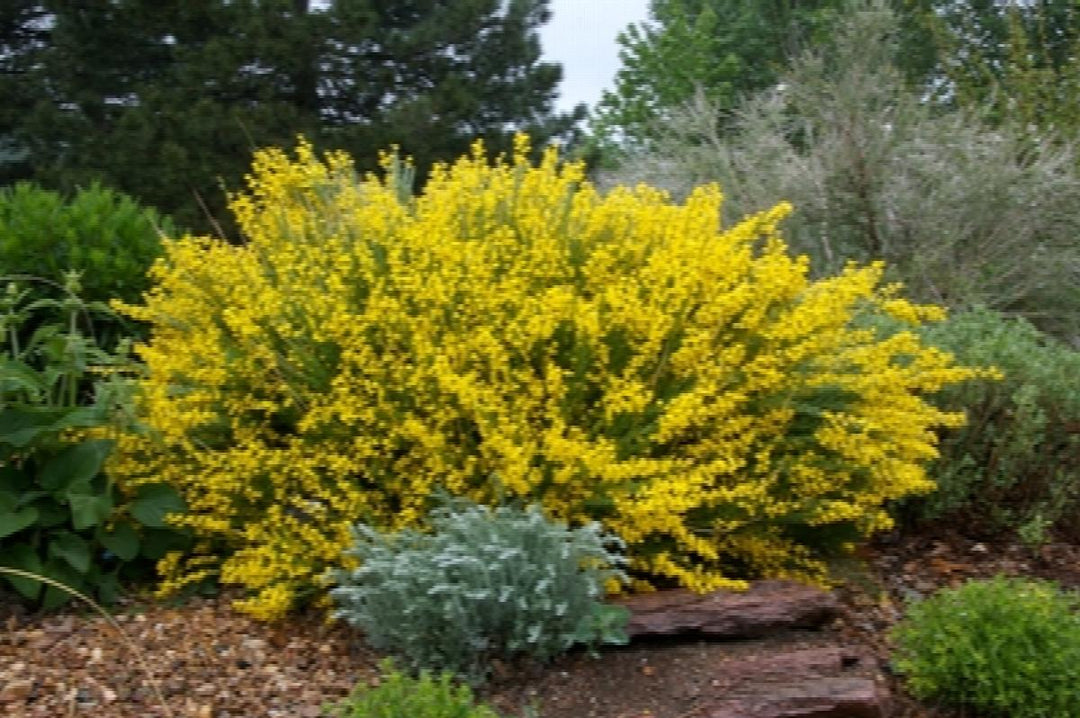Spanish Gold® Broom