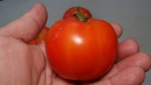 Burrell’s Special Tomato New 2025