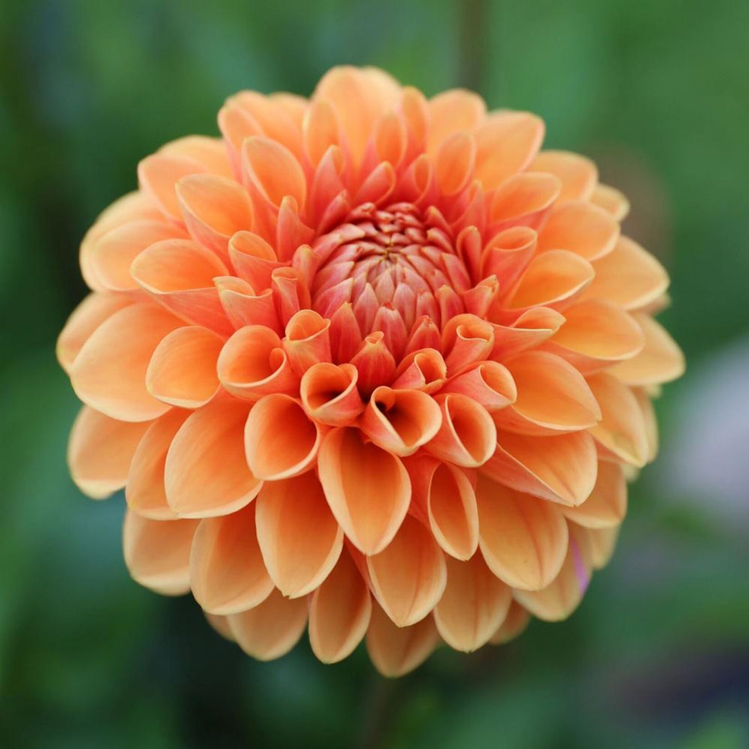 DAHLIA Premium