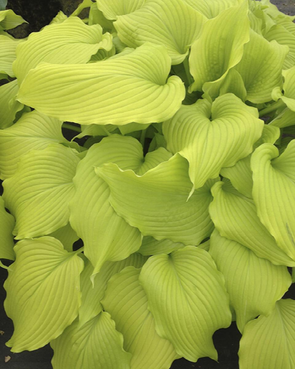 Dancing Queen Hosta