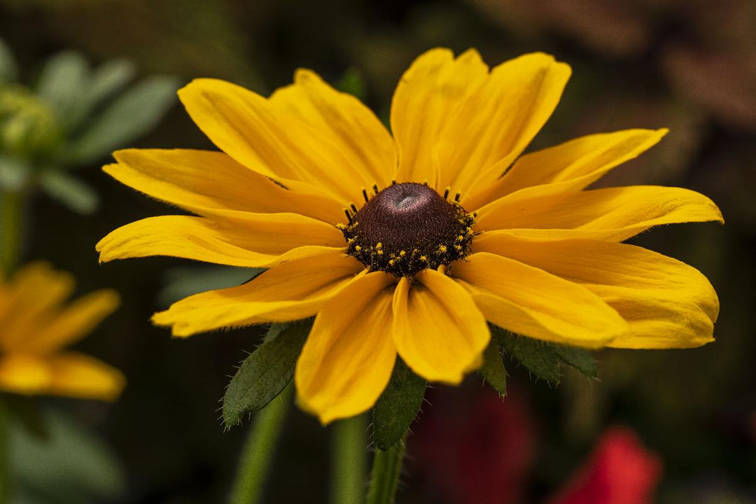 Dakota™ Gold Black-Eyed Susan