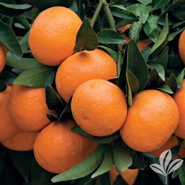 Orange Tree Dancy Tangerine