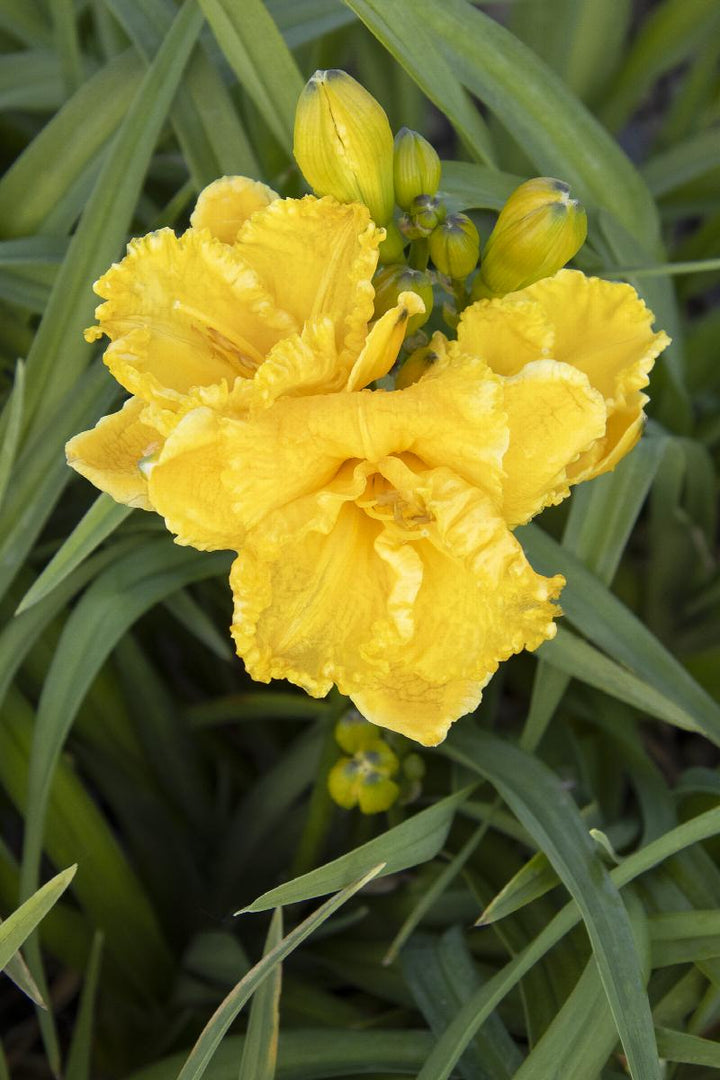 Skye™ Daylily