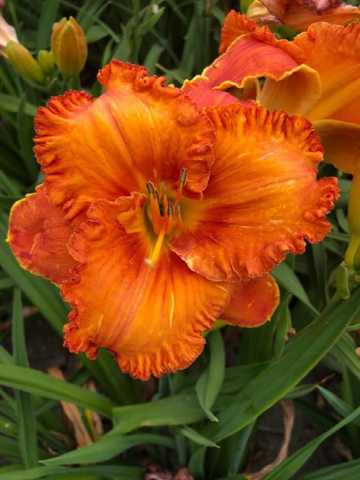Skye™ Daylily
