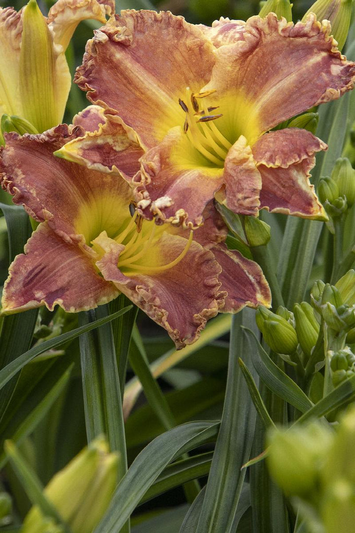 Skye™ Daylily