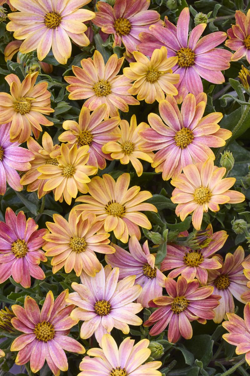Osticade™ Daybreak African Daisy
