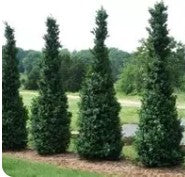 Buxus sempervirens 'Dee Runk'