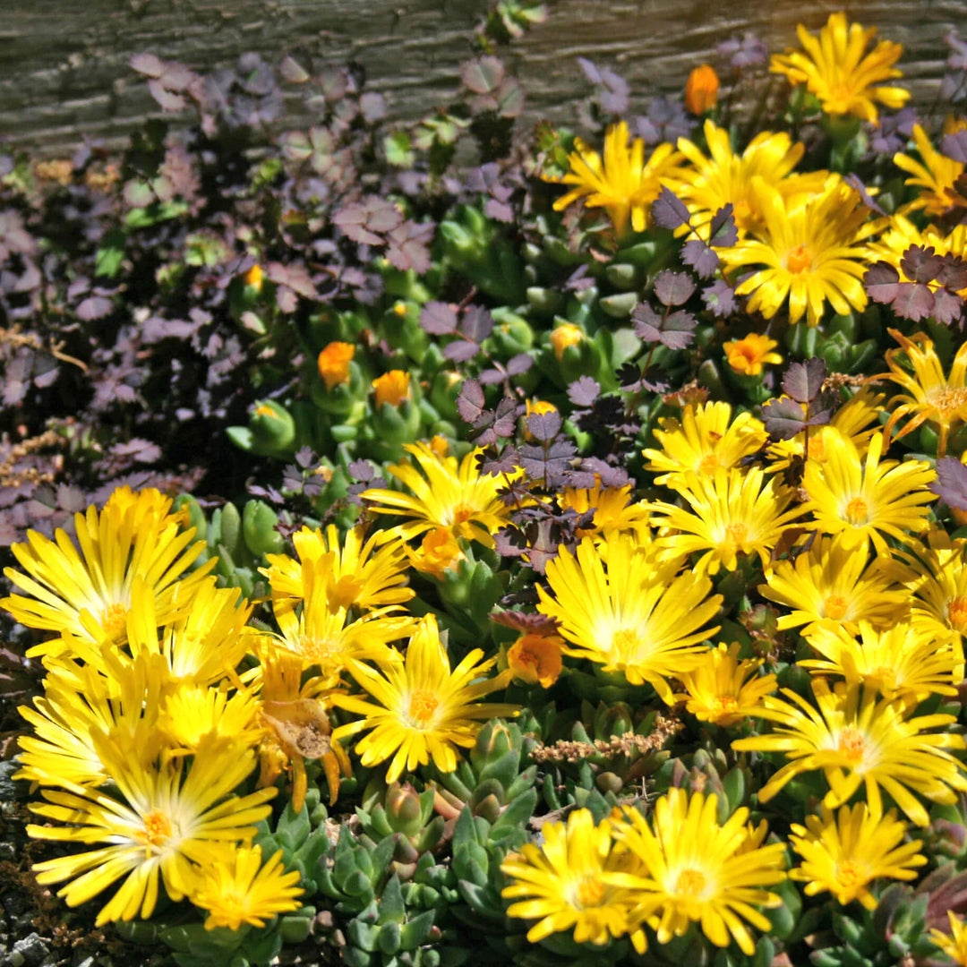 Yellow Ice Plant