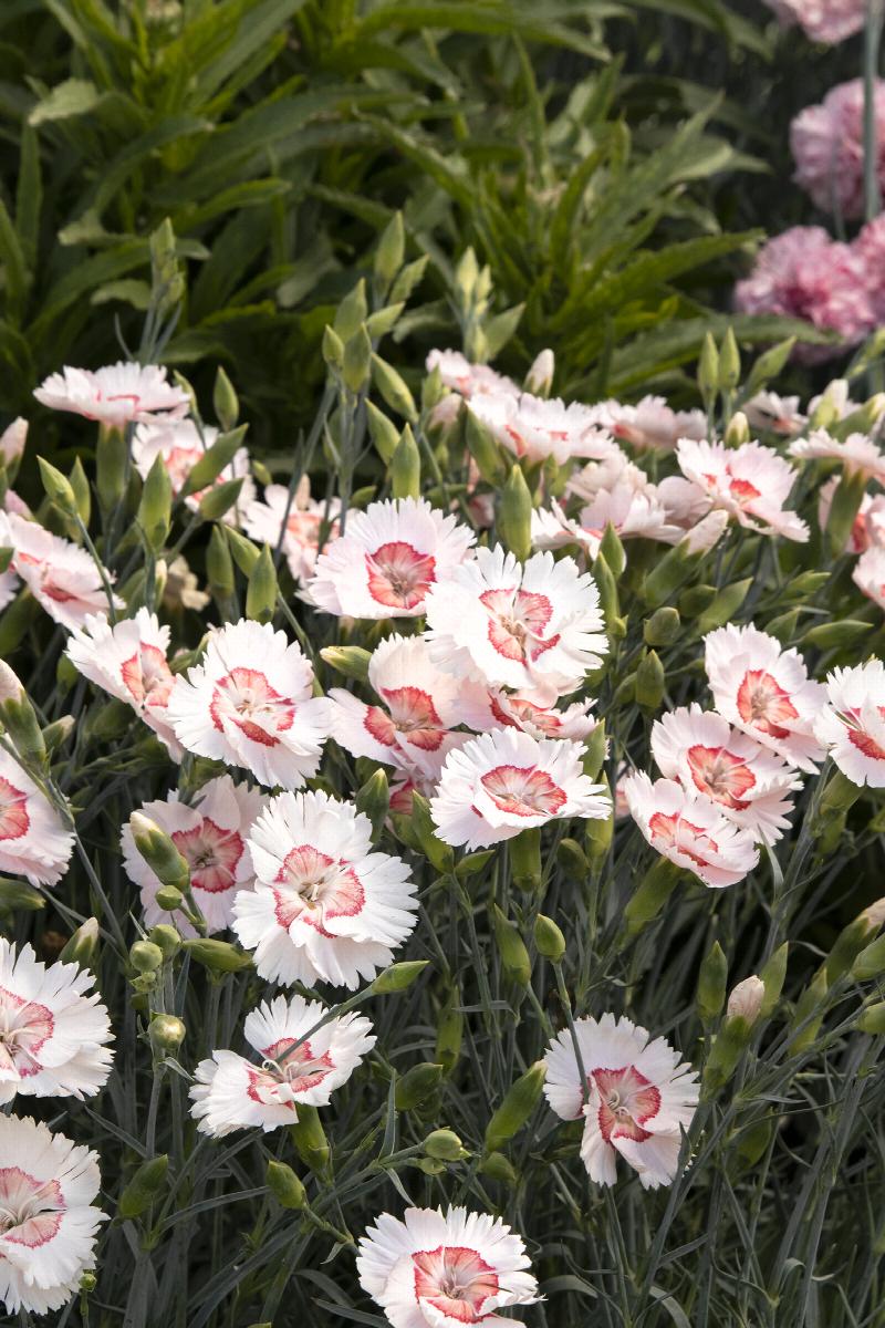 American Pie® Georgia Peach Dianthus