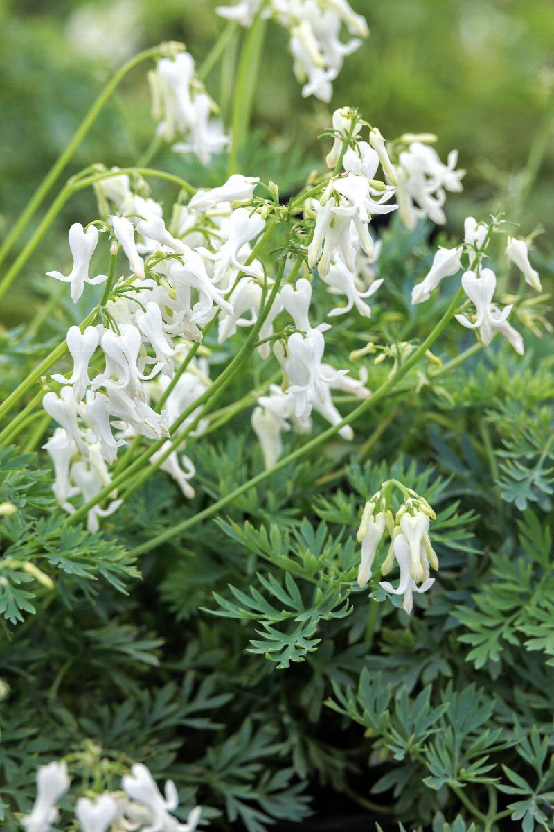 Bleeding Heart Alba