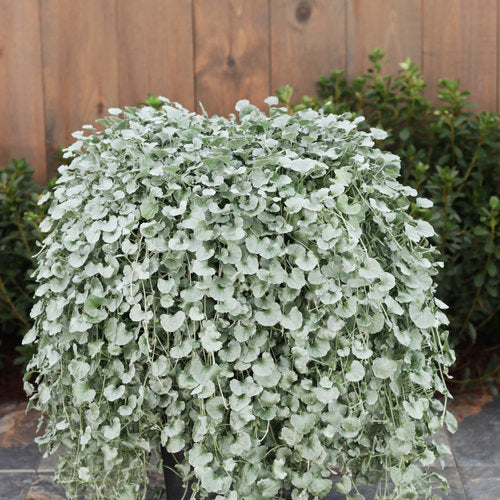 Silver Falls™ Dichondra argentea PW