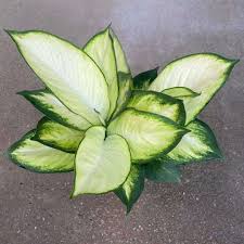 dieffenbachia marianne care Dieffenbachia Tropic Marianne