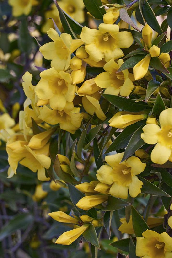 Double Shot® Jessamine Vine
