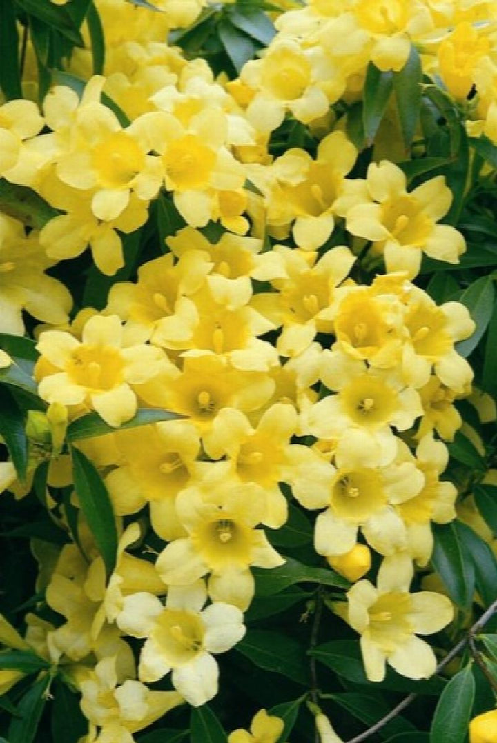 Double Shot® Jessamine Vine