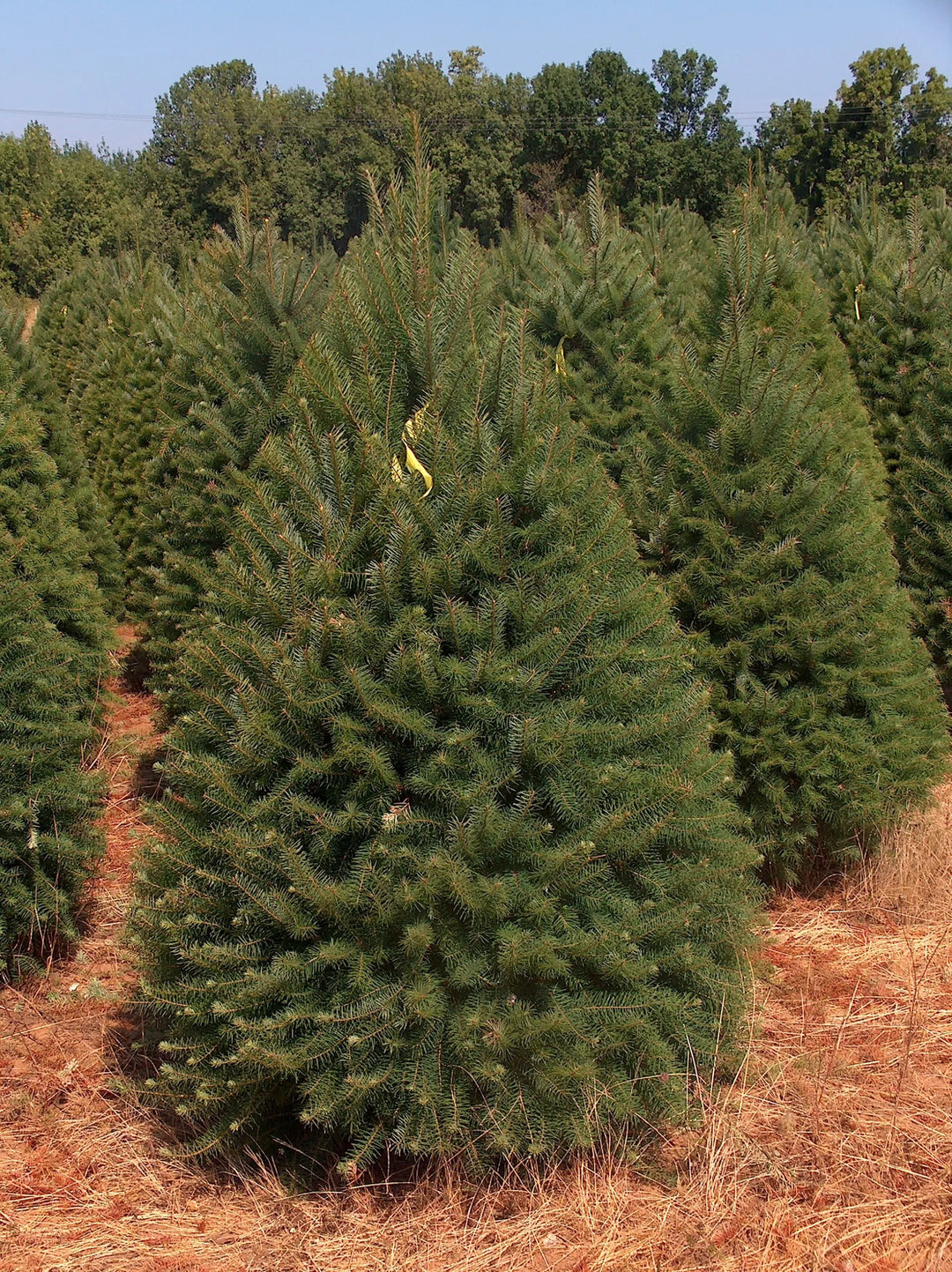 DOUGLAS FIR Fresh Cut CHRISTMAS TREE