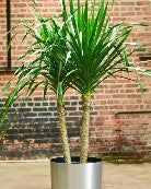 Dracaena Arborea