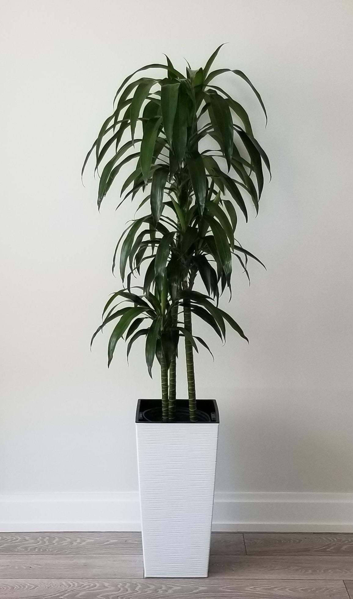 dracaena costaricana Dracaena Elegance Cane