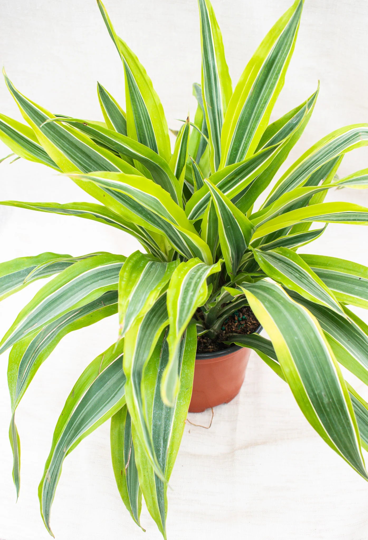 Dracaena Lemon Lime | Little Red Nursery, LLC