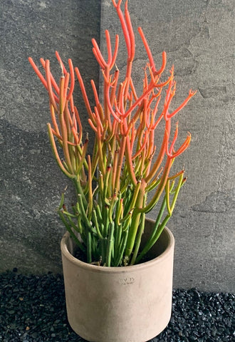 fire succulent Euphorbia Sticks of Fire