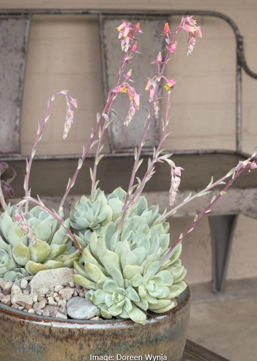 Mexican Snowball Echeveria