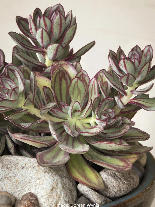 Painted Echeveria