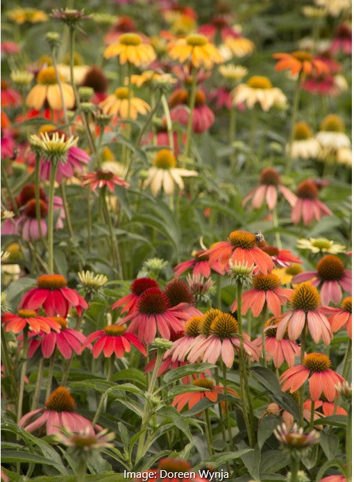 Echinacea "Cheyenne Spirit"