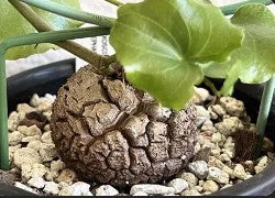 Dioscorea Elephantipes
