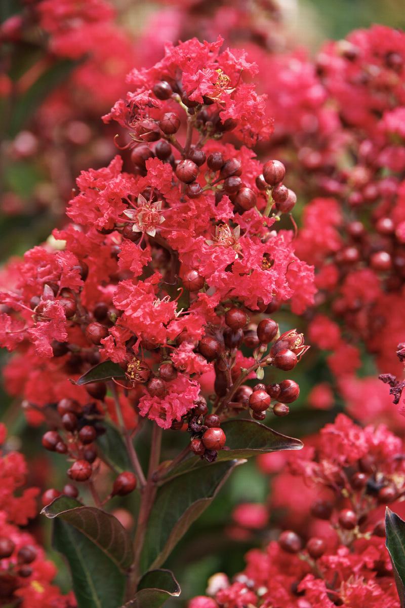 Enduring™ Summer Red Crape Myrtle