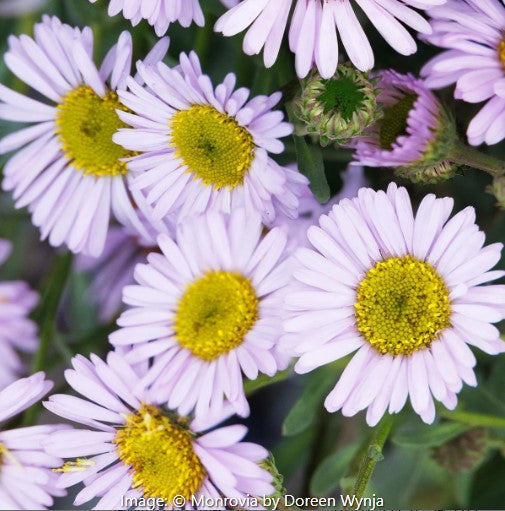 Wayne Roderick Seaside Daisy