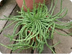 Euphorbia Medusa