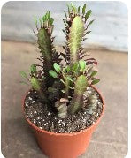 Euphorbia Trigona