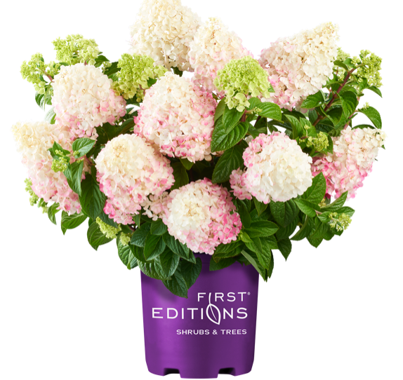 Hydrangea First Editions Vanilla Strawberry