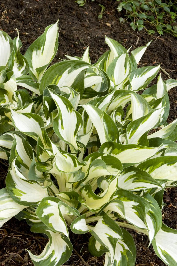 Fire And Ice Hosta