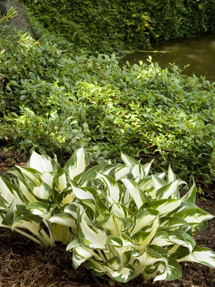 Fire And Ice Hosta