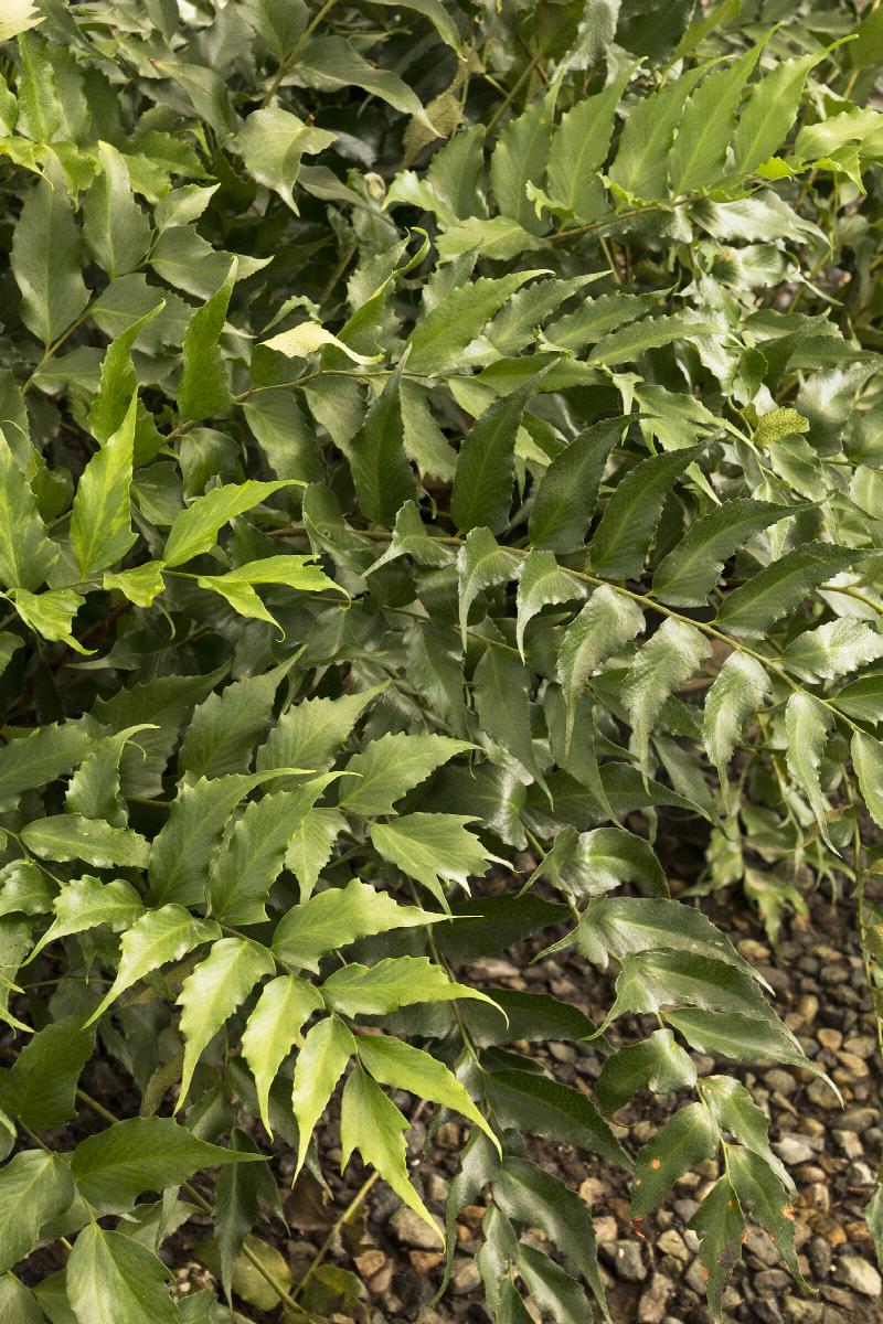 Japanese Holly Fern