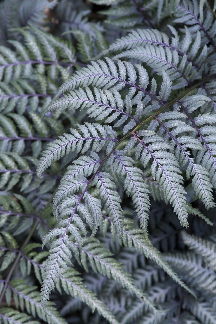 Japanese Painted Fern